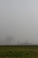 Elm Tree in Fog
