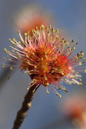 Spring Tree Bud